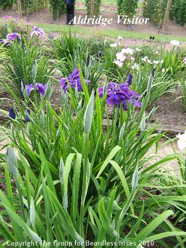 13 Aldridge Visitor (2)